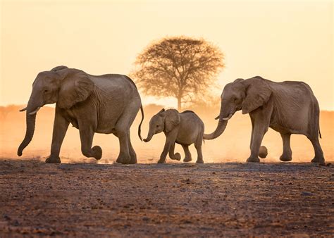 Wildlife Wallpapers and Backgrounds - WallpaperCG