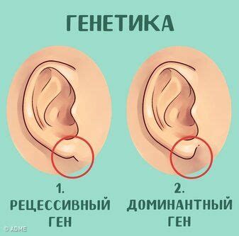 Узнайте, что ваши уши говорят о вас | Omeopatia, Agopuntura, Rimedi ...