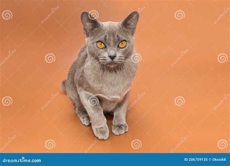 beautiful cat   european burmese breed stock image image