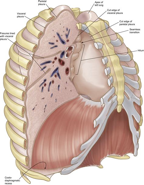 Lung Health Crisis: The Parietal Pleura's CRITICAL Role!