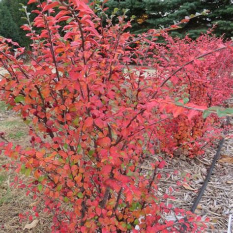 Autumn Fern | Plant Addicts