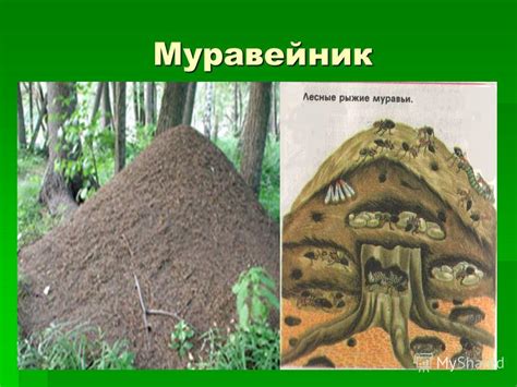 Презентация на тему: "Муравьи – защитники леса. Муравейник Семья ...