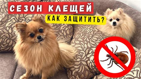 Лучшее средство от КЛЕЩЕЙ для СОБАК! Как Защититься в Сезон Клещей ...