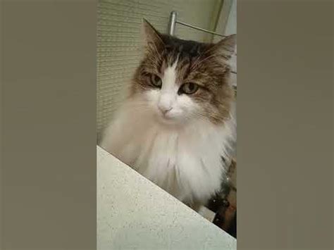 кот подмигивает/прикольные коты - YouTube