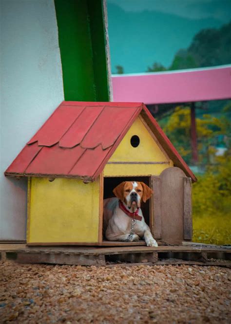 How To Build The Perfect Shed For Your Pet - Acme Canine