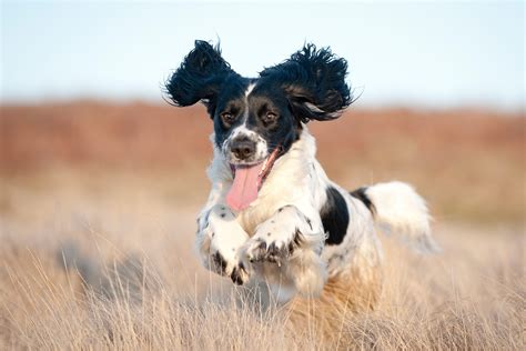 12 Dogs with Floppy Ears That Are Irresistibly Cute (with Pictures!)