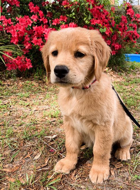 golden retriever/labrador mix 7