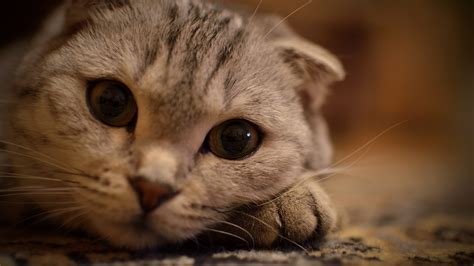 gaze HD wallpapers, backgrounds