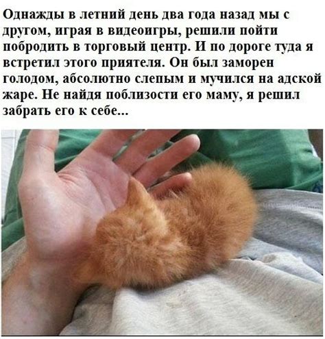 История одного кота » Sivator.com-это увлекательный развлекательный ...