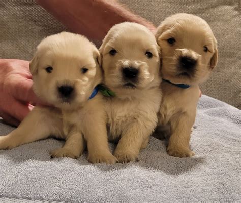 Golden Retriever Puppies For Sale In Massachusetts
