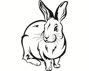 Jackrabbit Drawing at GetDrawings | Free download