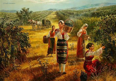 Grapes Harvest