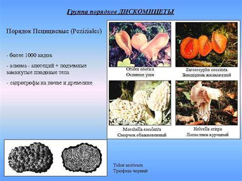 ZYGOMYCOTA (Отдел Зигомицеты)