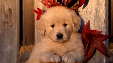 Cute Golden Retriever Puppies Wallpaper - WallpaperSafari