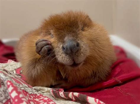 6x weetjes over de bever voor Wereld Bever Dag - Kidsweek