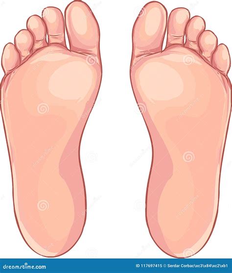 Human Foot Anatomy. Navicular Bone Of The Foot Stock Illustration ...