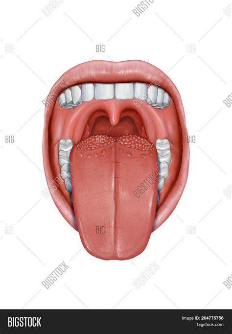 Open Mouth Tongue Image & Photo (Free Trial) | Bigstock