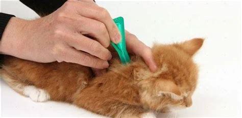Где У Кота Холка Фото