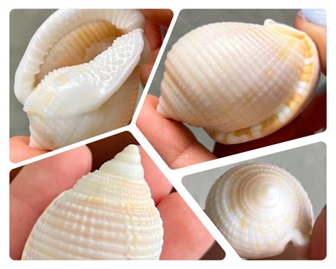 Large Scotch Bonnet Shells, Beautiful Seashells From Florida Beaches ...