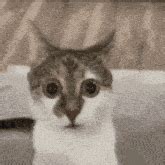 scared cat meme gifs tenor
