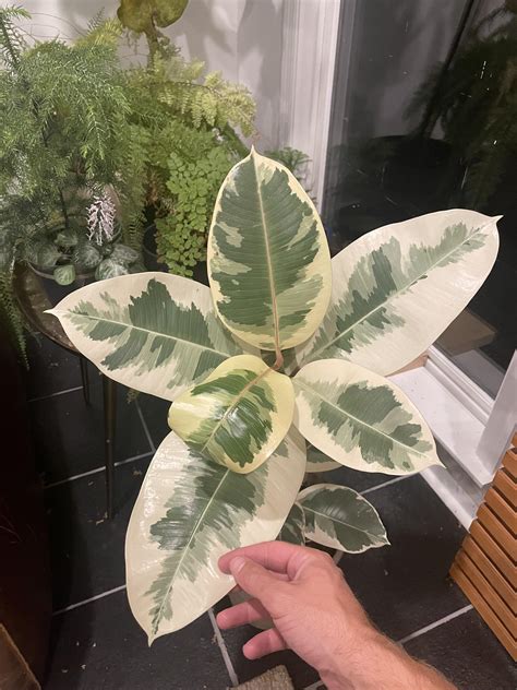 Not my favorite PLANT… but definitely my favorite leaves : r/houseplants