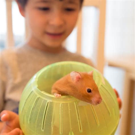 hamsters  pets       adopting  miles