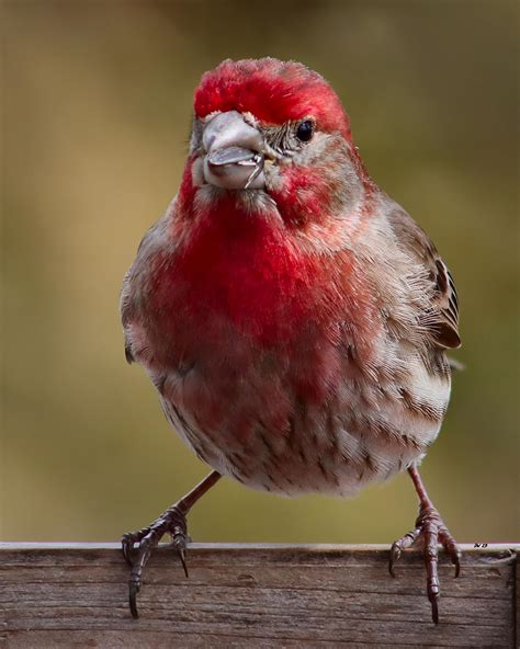 House Finch - Male by DasDriver on DeviantArt