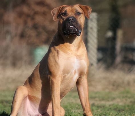Породы собак с фото, названиями и описаниями | PEDIGREE®