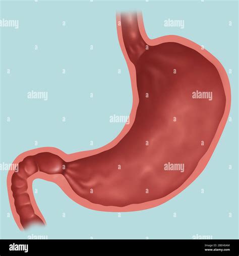 Human stomach stomach hi-res stock photography and images - Alamy