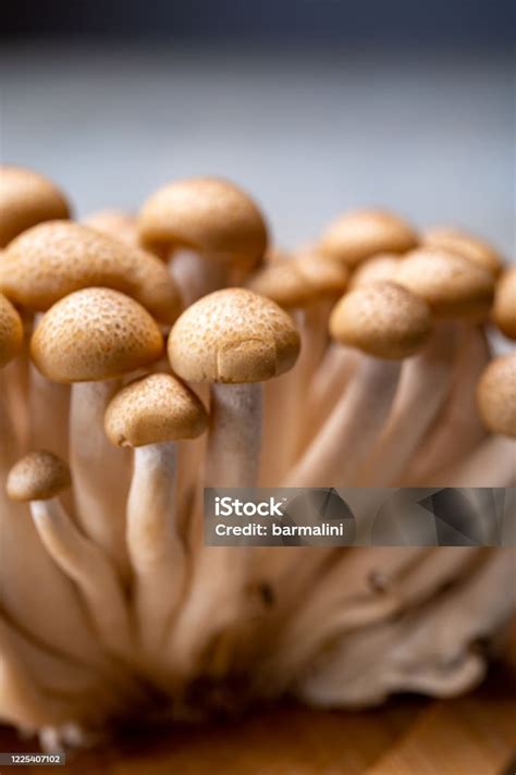 jamur shimeji coklat buna segar  asia kaya  senyawa pencicipan