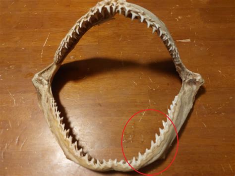 Need Help identifying MODERN SHARK JAW - General Discussion - The