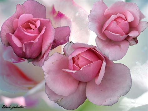 Brother Cadfael photo et image | fleurs, roses, fleurs Images fotocommunity
