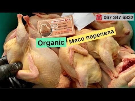 Купить☘️Натуральное Мясо перепела//Техасский мясной перепел Украина ...