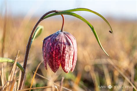 Močvirski tulipan ali močvirska logarica (Fritillaria maelleagris ...