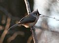Category:Baeolophus bicolor - Wikimedia Commons