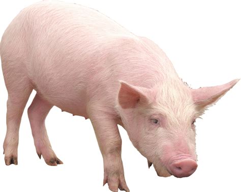 Pig PNG Transparent Images, Pictures, Photos