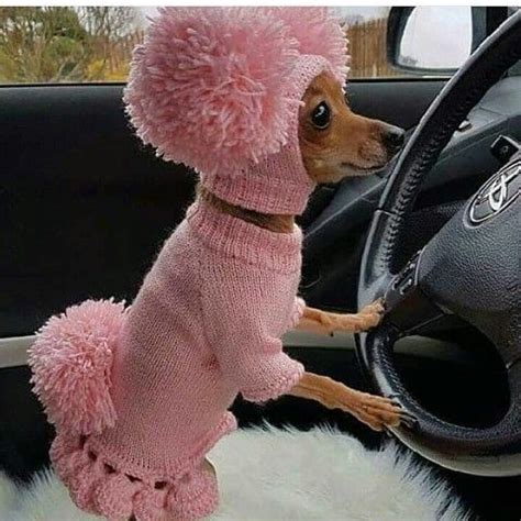 Фотография | Baby animals funny, Cute animals, Baby animals