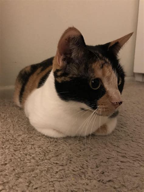 Meet my feisty cat : r/CalicoKittys
