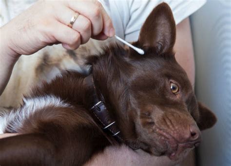 how to clean my dogs ears