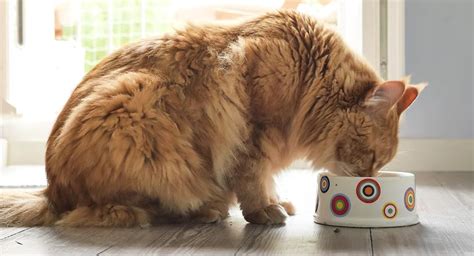 Cat Became Hungry: Purrfect Feeding Tips and Tricks