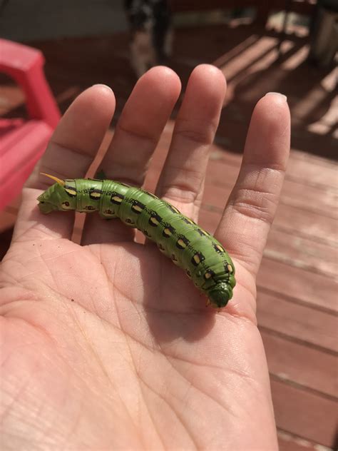 Found this massive caterpillar in the yard today. Ive seen many kinds