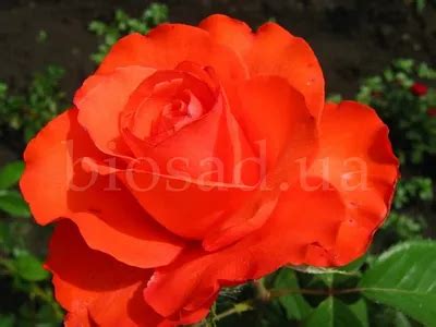 Роза голд перл штейн фото - 78 картинок