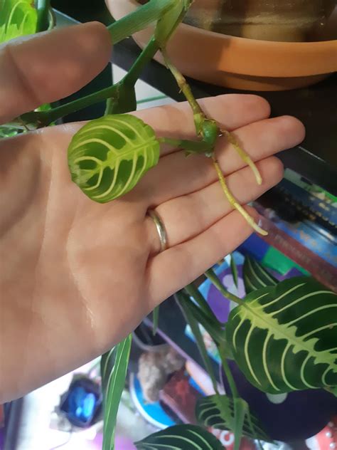 how to propagate prayer plant 5