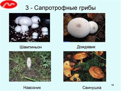 Направления исследований по грибам в лаборатории микологии - online ...