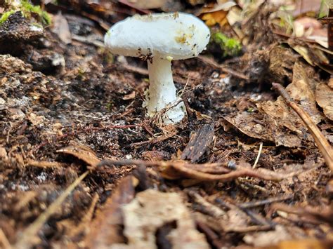 Reddit Mushrooms Communities Are Sharing Incredible Foraging Secrets - RYZE Superfoods