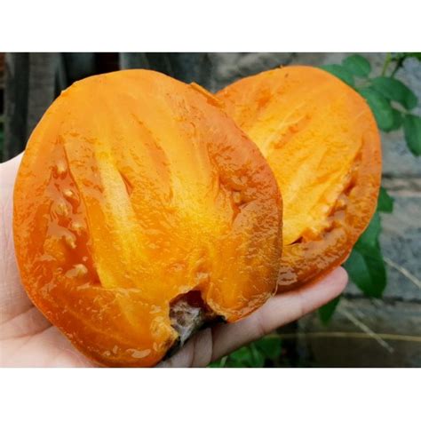 Суровая Дыня немцев Поволжья (Severe Melon)