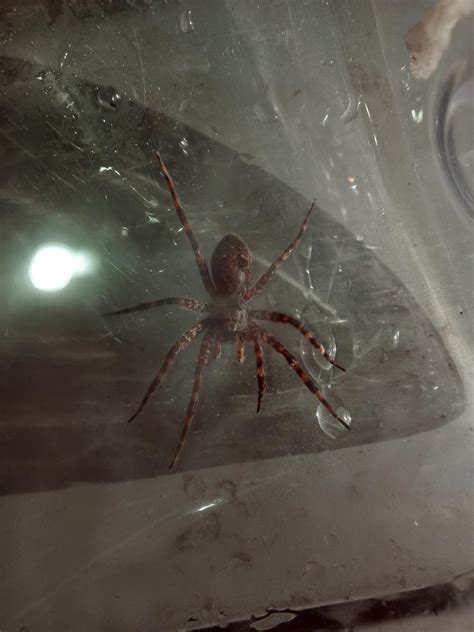Brown recluse? : r/biology