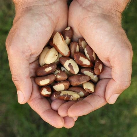 Raw Organic Brazil Nuts – NUT • HUT