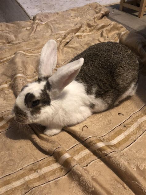 told  clover    big bunny today   lbs  big