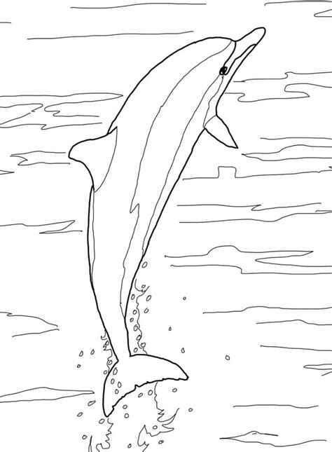 Разукрашка дельфин (Много фото!) - drawpics.ru